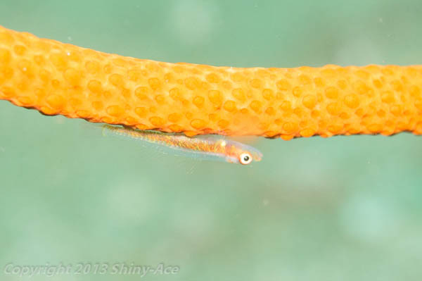 Whip coral goby