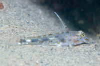 Innerspotted sand goby