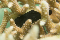 Whitelined coral goby