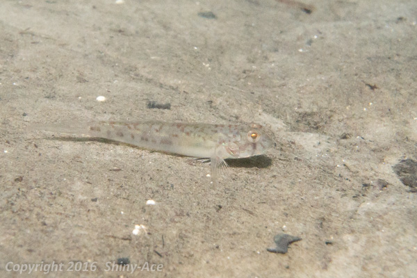 Sharptail goby
