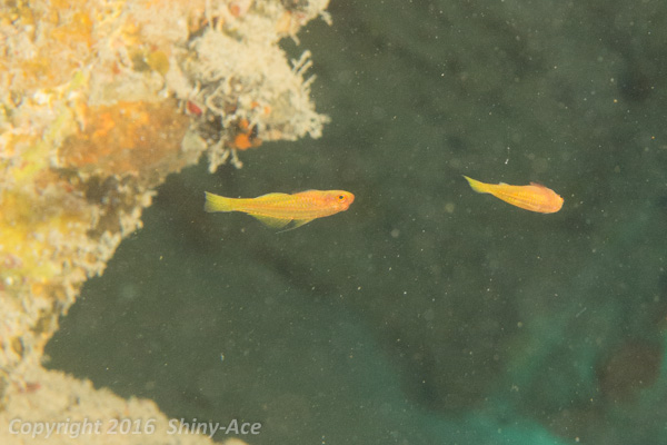 Yellow cave goby