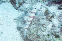 Red-banded shrimp goby