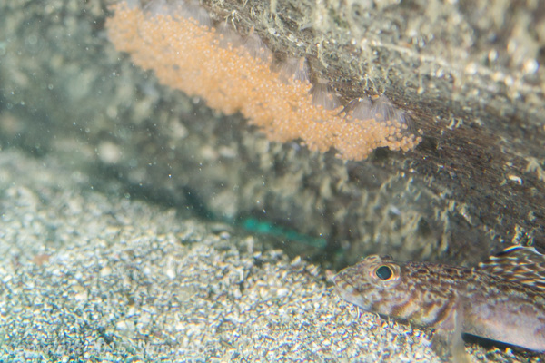 Hairchin goby