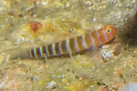 Widebanded cleaner goby
