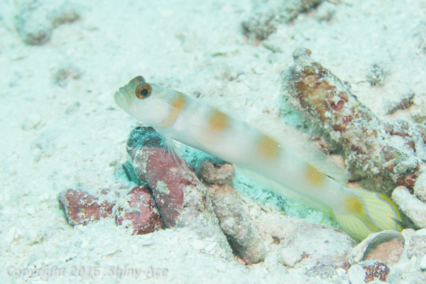 Flag-tail shrimpgoby 