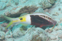 Bicolor goatfish