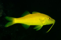 Gold-saddle goatfish