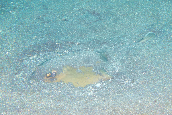 ヒラタエイ