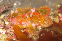 Cocotropus izuensis velvetfish 