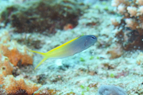 Forktail blenny