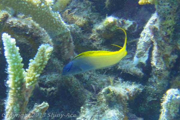 Forktail blenny
