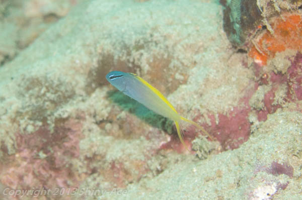 Forktail blenny