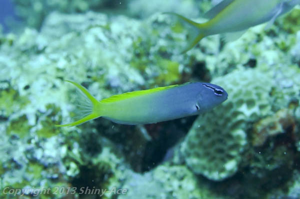 Forktail blenny