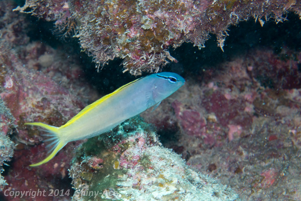 Forktail blenny