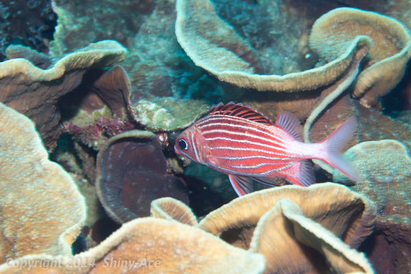 Crown squirrelfish