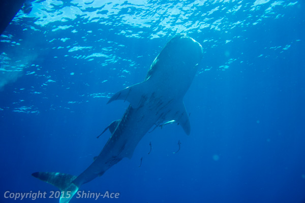 Whale shark