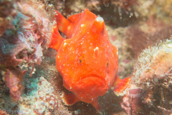 Tuberculated frogfish