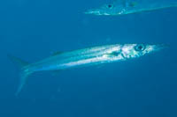 Bigeye barracuda