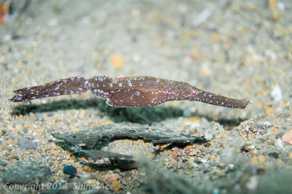Pobust ghost pipefish