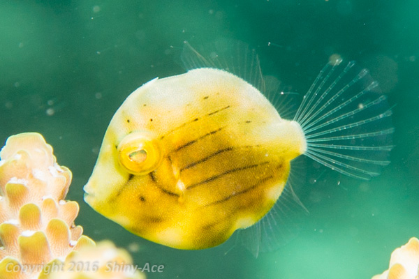 Japanese inflator filefish
