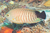 Blactail angelfish
