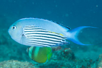 Blackedged angelfish: Male