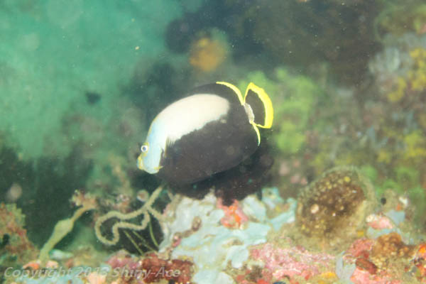 Black-velvet angelfish