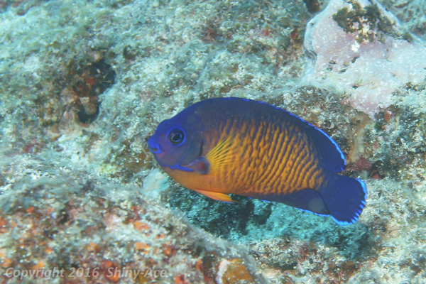Twospined angelfish