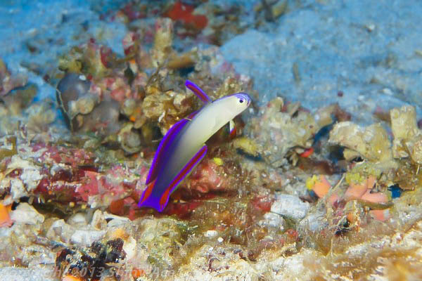 Elegant dartfish