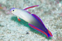 Elegant dartfish