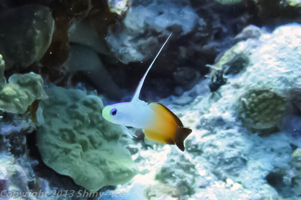 Fire dartfish