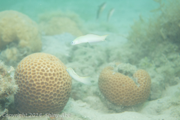 Pearly dartfish