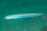 Dartfish sp.1