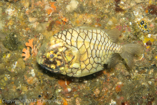 Pineconefish