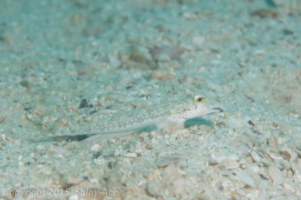 Sidespotted dragonet