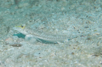 Sidespotted dragonet