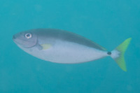 Slender unicornfish