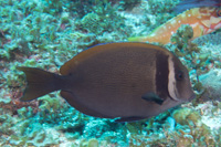 Whitebar surgeonfish