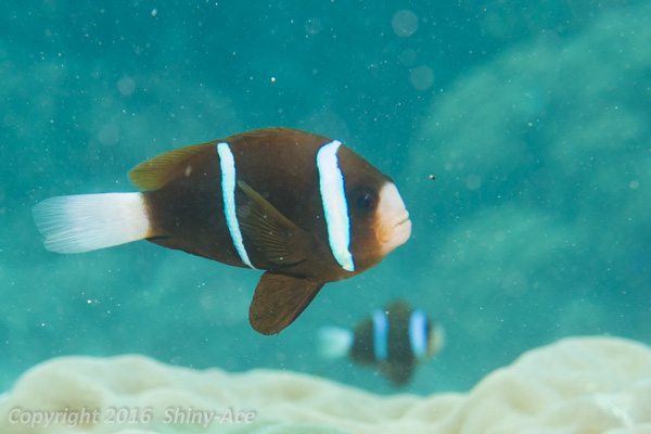 Barrierreef anemonefish