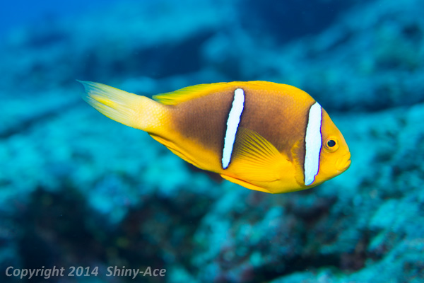 オレンジフィンアネモネフィッシュ ダイバーの海水魚図鑑 Shiny Ace