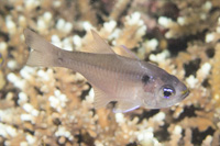 Twinspot cardinalfish