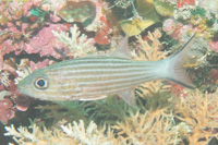 Truncate cardinalfish