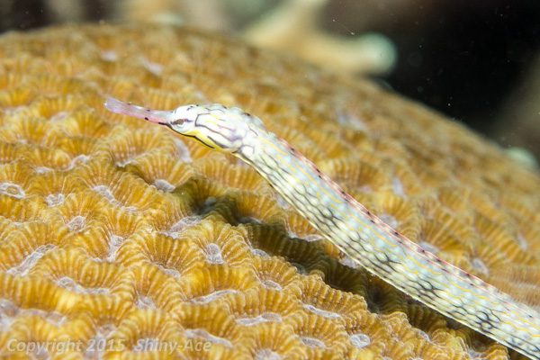 Messmate pipefish