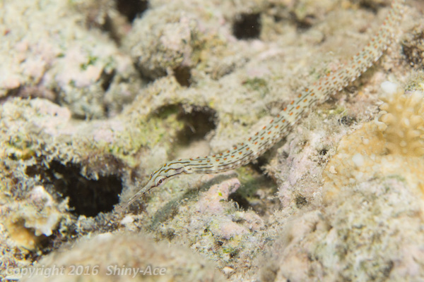 Orange spotted pipefish