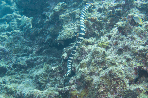 Iijima sea snake