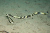 Black-headed sea snake
