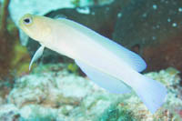 Yelloehead jawfish 