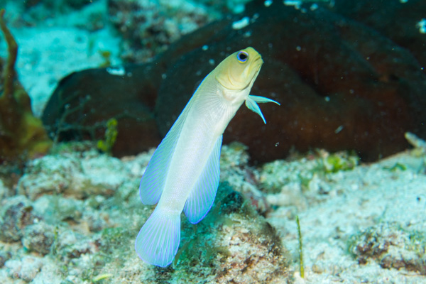 Yelloehead jawfish