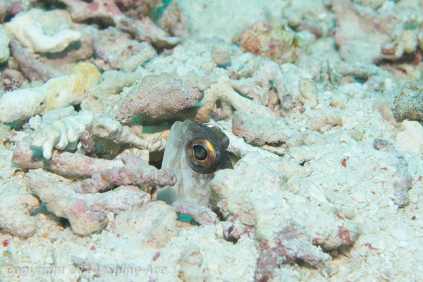 Yellowbarred jawfish