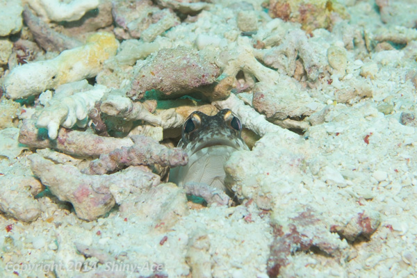 Yellowbarred jawfish
